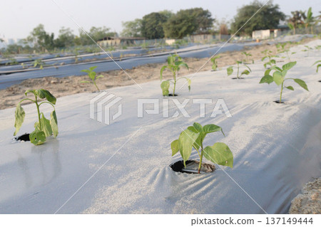 chili peppers on tree in farm are cash crops chili peppers on tree in farm are cash crops 137149444