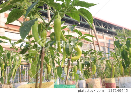 chili peppers on tree in farm are cash crops chili peppers on tree in farm are cash crops 137149445