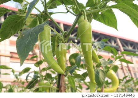 chili peppers on tree in farm are cash crops chili peppers on tree in farm are cash crops 137149446
