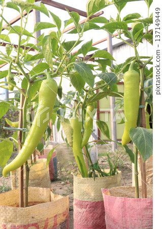 chili peppers on tree in farm are cash crops chili peppers on tree in farm are cash crops 137149449