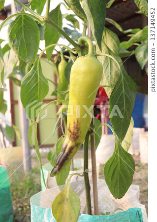 chili peppers on tree in farm are cash crops chili peppers on tree in farm are cash crops 137149452