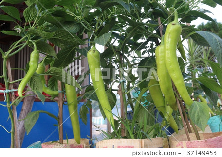 chili peppers on tree in farm are cash crops chili peppers on tree in farm are cash crops 137149453