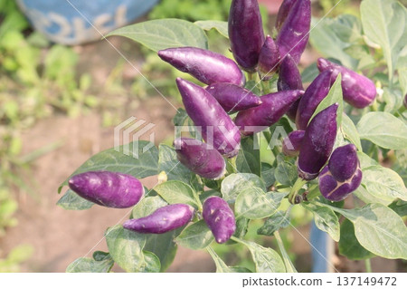 chili peppers on tree in farm are cash crops 137149472