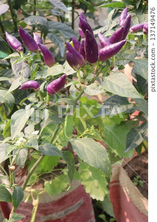 chili peppers on tree in farm are cash crops chili peppers on tree in farm are cash crops 137149476