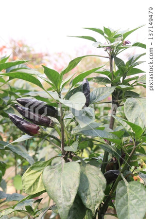 chili peppers on tree in farm are cash crops chili peppers on tree in farm are cash crops 137149479