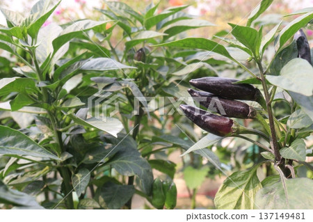 chili peppers on tree in farm are cash crops 137149481