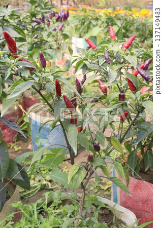 chili peppers on tree in farm are cash crops chili peppers on tree in farm are cash crops 137149483