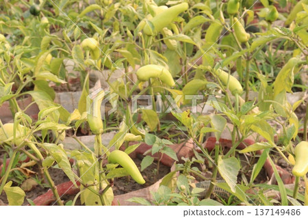 chili peppers on tree in farm are cash crops chili peppers on tree in farm are cash crops 137149486
