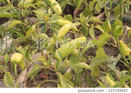chili peppers on tree in farm are cash crops chili peppers on tree in farm are cash crops 137149487