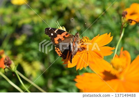 宇宙和Acacathetha 宇宙和Acacathetha 137149488