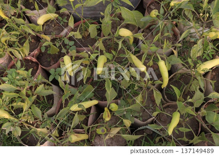 chili peppers on tree in farm are cash crops chili peppers on tree in farm are cash crops 137149489