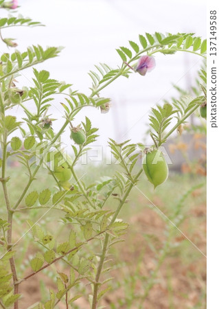Chickpea plant on farm for harvest Chickpea plant on farm for harvest 137149588