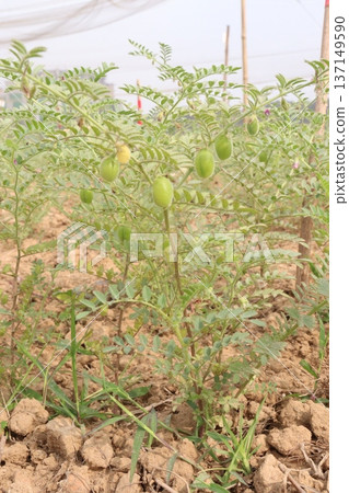 Chickpea plant on farm for harvest Chickpea plant on farm for harvest 137149590