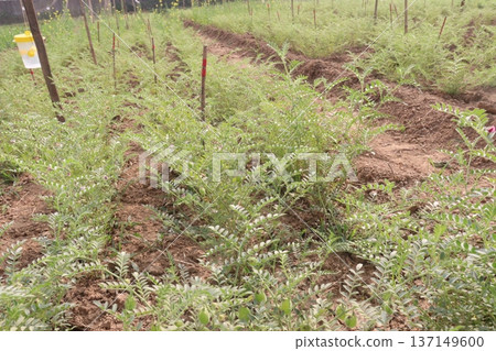 Chickpea plant on farm for harvest Chickpea plant on farm for harvest 137149600
