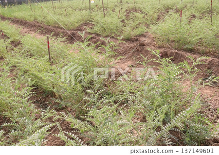 Chickpea plant on farm for harvest Chickpea plant on farm for harvest 137149601