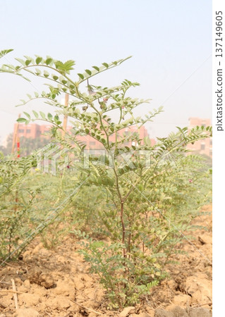 Chickpea plant on farm for harvest Chickpea plant on farm for harvest 137149605