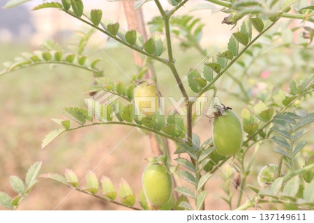 Chickpea plant on farm for harvest 137149611