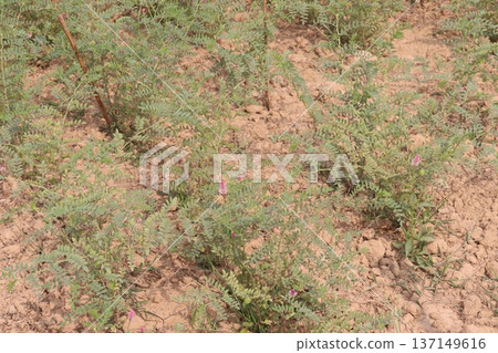 Chickpea plant on farm for harvest 137149616