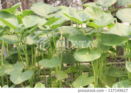 Malva parviflora or Cheeseweed farm Malva parviflora or Cheeseweed farm 137149627