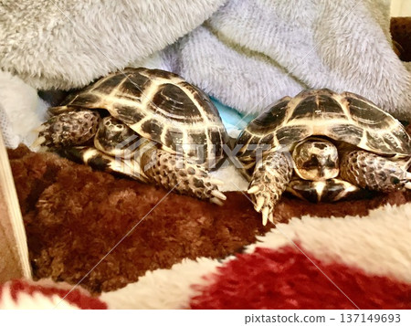 俄羅斯陸龜姊妹同床共枕 137149693