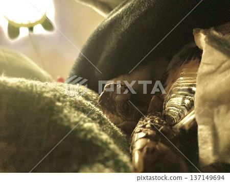 Russian tortoise falls asleep in bed 137149694
