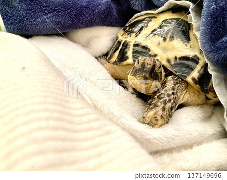 一隻俄羅斯陸龜在蒲團上放鬆休息 137149696