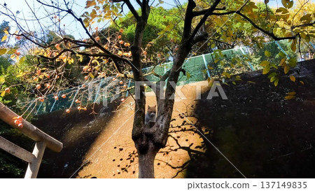 位於港區六本木二丁目久國神社的貓 137149835