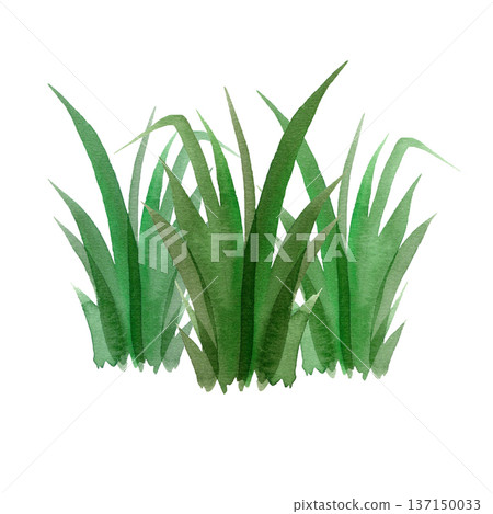 Hand-painted watercolor illustration of a tall green grass tuft with sharp leaves. A vibrant botanical element with organic textures, perfect for nature scenes, spring designs, and garden art. Hand-painted watercolor illustration of a tall green grass tuft with sharp leaves. A vibrant botanical element with organic textures, perfect for nature scenes, spring designs, and garden art. 137150033