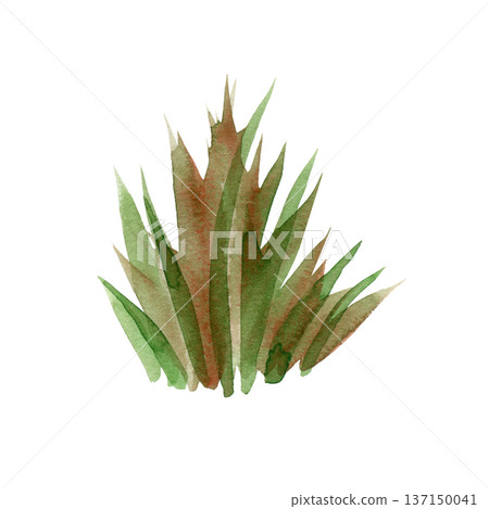 Hand-painted watercolor illustration of a tall green grass tuft with sharp leaves. A vibrant botanical element with organic textures, perfect for nature scenes, spring designs, and garden art. Hand-painted watercolor illustration of a tall green grass tuft with sharp leaves. A vibrant botanical element with organic textures, perfect for nature scenes, spring designs, and garden art. 137150041