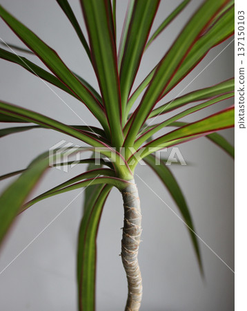 Steam And Leaves Of Decorative Home Palm Tree Isolated On White 137150103