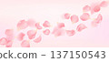 Soft pink sakura petals floating in air on light pastel background with copy space. Romantic Japanese spring mood. Delicate cherry blossom vector for wedding, invitation and seasonal design 137150543