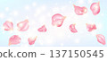 Glowing Sakura Cherry Blossom Petals on Soft Blue Pastel Background 137150545