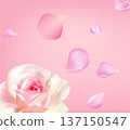 Delicate pink rose with floating sakura petals on soft pastel background. Romantic floral spring vector illustration with copy space for wedding, beauty branding and greeting design 137150547