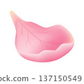 Single pink sakura petal isolated on white background. Delicate cherry blossom element with soft gradient. Floral vector illustration for design, wedding, beauty and spring projects 137150549