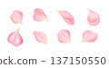 Collection of pink sakura petals isolated on white background. Delicate cherry blossom elements with soft gradient. Floral vector set for wedding, spring, branding and decorative design 137150550