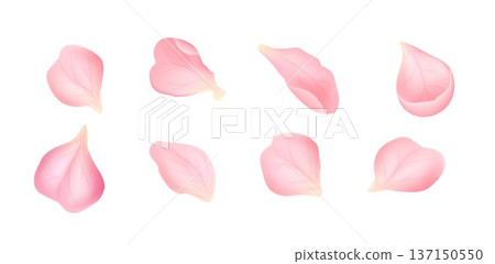 Collection of pink sakura petals isolated on white background. Delicate cherry blossom elements with soft gradient. Floral vector set for wedding, spring, branding and decorative design 137150550