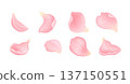 Collection of pink sakura petals isolated on white background. Delicate cherry blossom elements with soft gradient. Floral vector set for wedding, spring, branding and decorative design 137150551