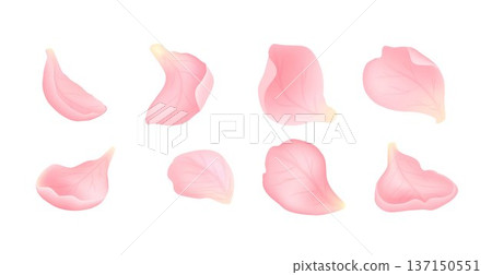 Collection of pink sakura petals isolated on white background. Delicate cherry blossom elements with soft gradient. Floral vector set for wedding, spring, branding and decorative design Collection of pink sakura petals isolated on white background. Delicate cherry blossom elements with soft gradient. Floral vector set for wedding, spring, branding and decorative design 137150551