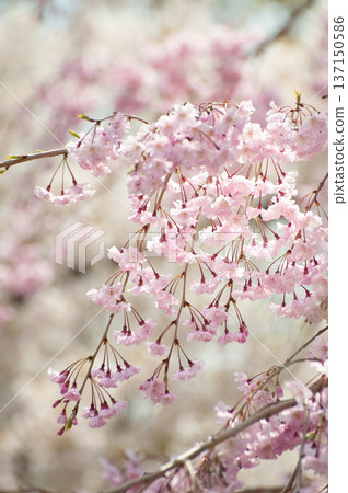 Branded cherry tree 1 Branded cherry tree 1 137150586
