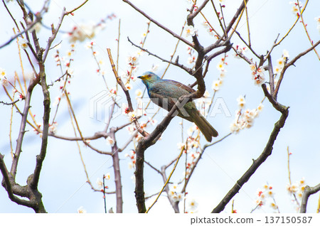 Brown-eared bulbul and cherry blossoms 1 Brown-eared bulbul and cherry blossoms 1 137150587