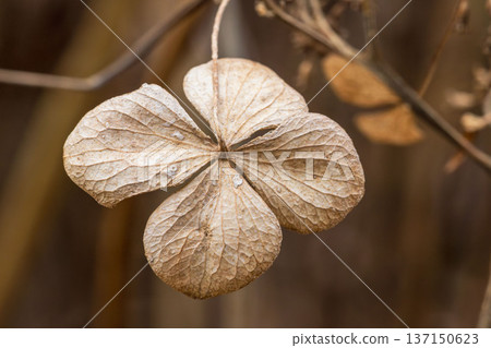 冬日山巒:枯萎繡球花特寫 03 冬日山巒:枯萎繡球花特寫 03 137150623