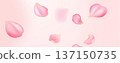 Floating Sakura Petals on Soft Pink Pastel Background Vector 137150735