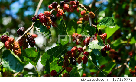 Fresh ripening red mulberry berries on green spring branch Fresh ripening red mulberry berries on green spring branch 137150775