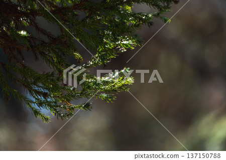 Winter mountains: Cedar leaves shining in the sunlight 03 Winter mountains: Cedar leaves shining in the sunlight 03 137150788