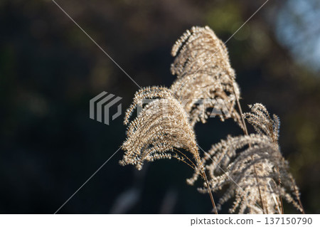 Winter mountain: Ears of silver grass shining in the sunlight 03 Winter mountain: Ears of silver grass shining in the sunlight 03 137150790