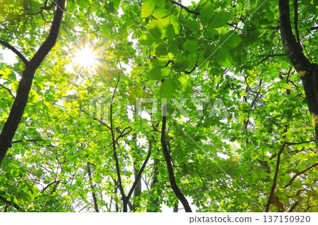 新鮮的綠色森林（陽光，新鮮的綠色生態形象） 137150920