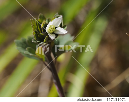 The Hime-uzu flowers have begun to bloom in the spring sunshine. The Hime-uzu flowers have begun to bloom in the spring sunshine. 137151071