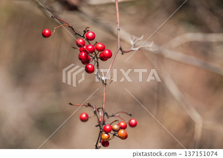 冬日森林：鼠尾草的紅色漿果在陽光下閃閃發光 03 137151074