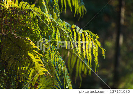 冬日森林,蕨類植物在陽光下閃閃發光 02 冬日森林,蕨類植物在陽光下閃閃發光 02 137151080