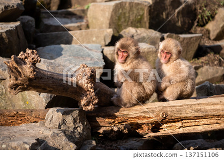 Japanese Snow monkey kids on trunk of Jigokudani Park, Yamanouchi 137151106